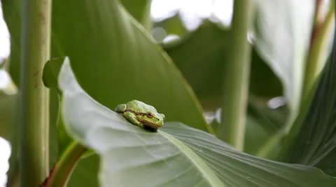 Frog Stock Footage 10688482