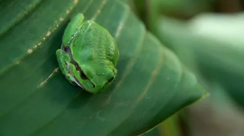 Frog Stock Footage 10688491