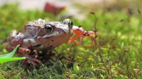 Frog Stock Footage 10712361