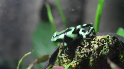 Frog Stock Footage 10873883