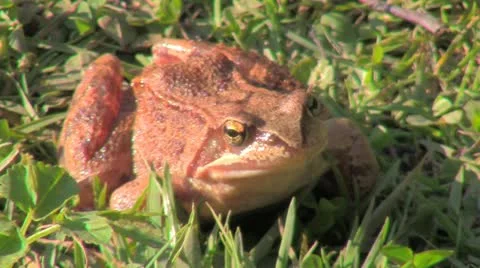 Frog Stock-Footage 12325295