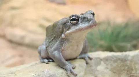 Frog Video stock 18155433
