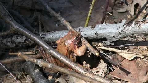Frog Stock Footage 18184889
