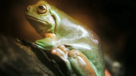 Frog Stock Footage 22024550
