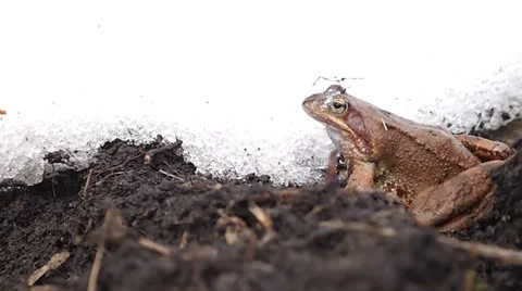 Frog Video stock 22674319