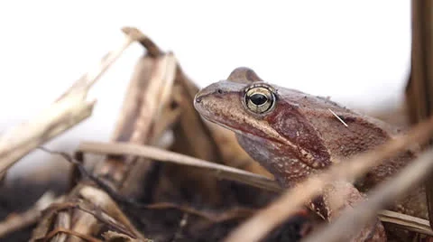 Frog 스톡 동영상 22674357