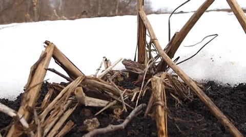 Frog Stock Footage 22674377