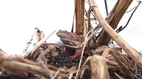 Frog Stock-Footage 22674379