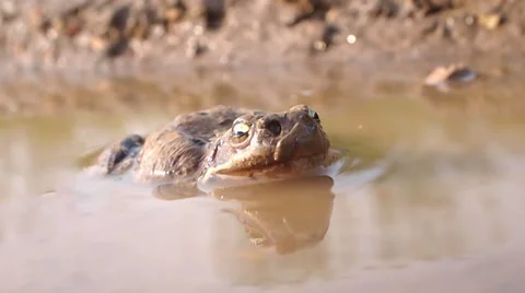 Frog Video stock 28988205