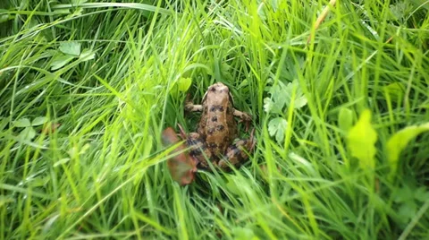 Frog Vídeo Stock 29679141