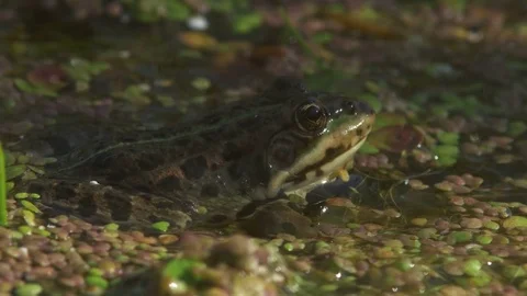 Frog 動画素材 77947959