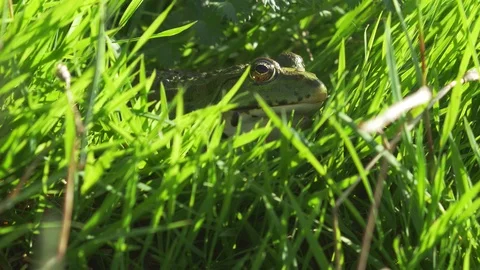 Frog 動画素材 92886555