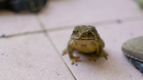 Frog Stock Footage 98064748