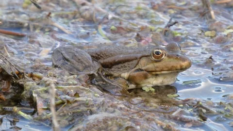 Frog Stock Footage 109698246