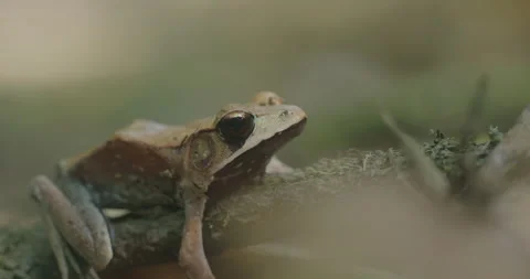 Frog 스톡 동영상 134813468