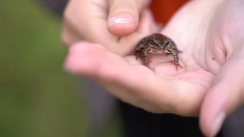 Frog Stock Footage 163177556