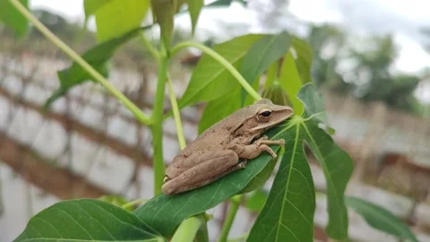 Frog Stock Footage 164079261