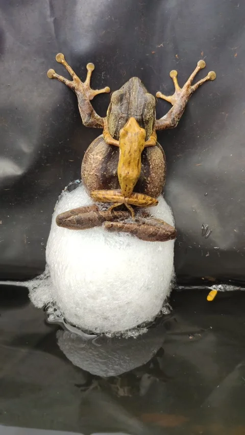 Frog Stock Footage 165546054