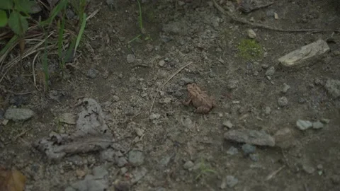 Frog Stockbeeldmateriaal 171340103