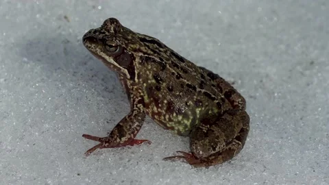 Frog. Stock Footage 194031469