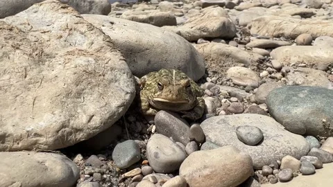 Frog Stock Footage 205611875