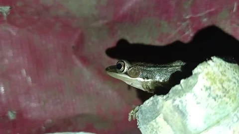 Frog Stock Footage 234325169