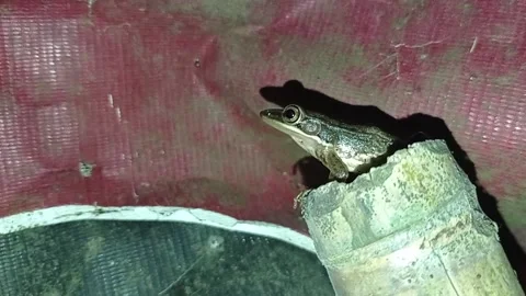 Frog Stock Footage 234325429