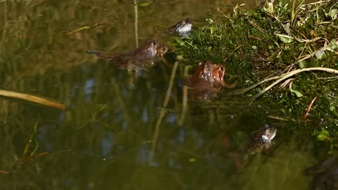 Frog Stock Footage 234654880