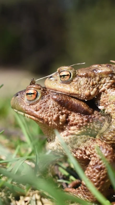 Frog Stock Footage 238993921
