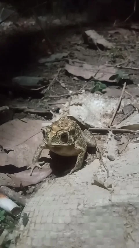 Frog 스톡 동영상 241173325