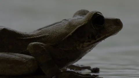 Frog Stock Footage 294552058