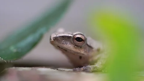 The frog Stock Footage 304899210