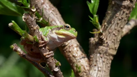 Frog Stock Footage 312312043