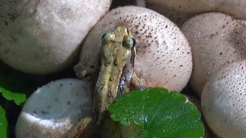 Frog Vídeos de archivo 332434890