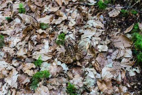 Frog in forest close up Stock Photos