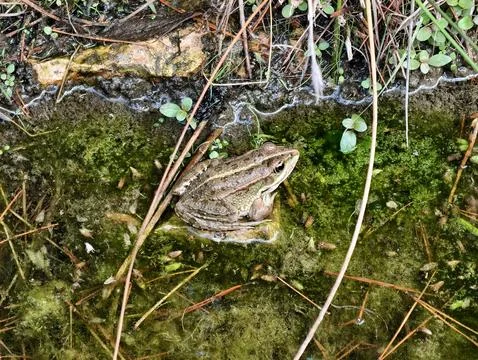 Frog on forest floor, mottled frog in natural habitat blending seamlessly w.. Stockfoto's