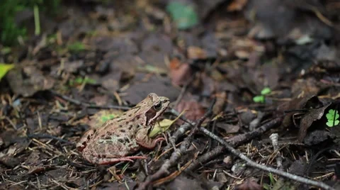 Frog in the forest Stock Footage 8519984