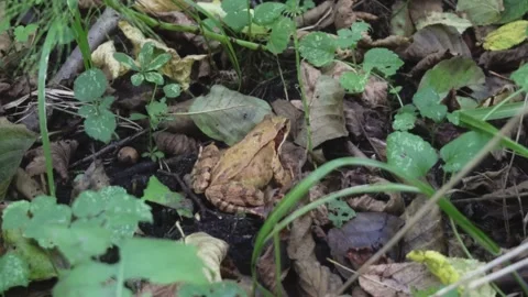 Frog in forest Stock Footage 261419334