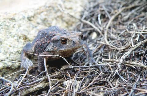 Frog in forest Stock Photos