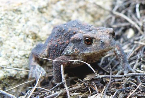 Frog in forest Stock Photos