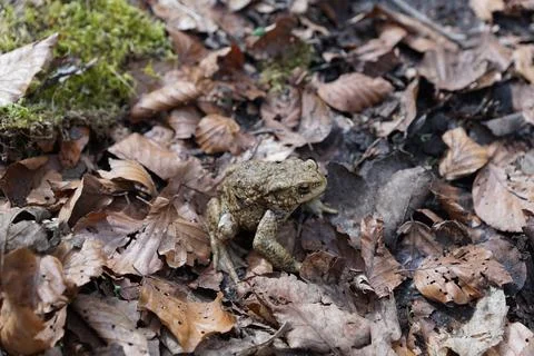Frog in the forest top down view Stock Photos