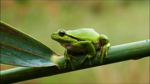 This frog is found in the rain forest Video stock 202625701