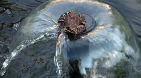 Frog on a fountain Video stock 8126723