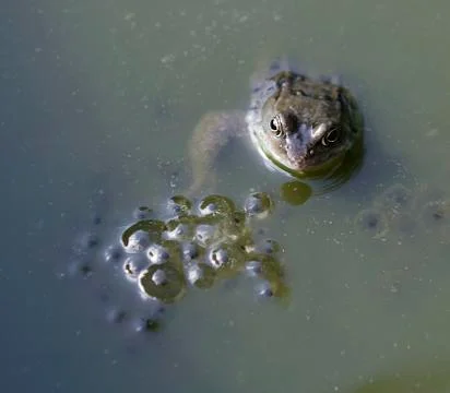 FROG WITH FROG SPAWN Foto stock