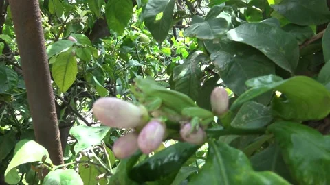 Frog frog tree jump  Stock Footage 131460534