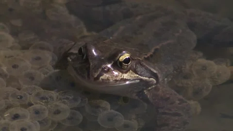 Frog with frogspawn in the water 스톡 동영상 262456880