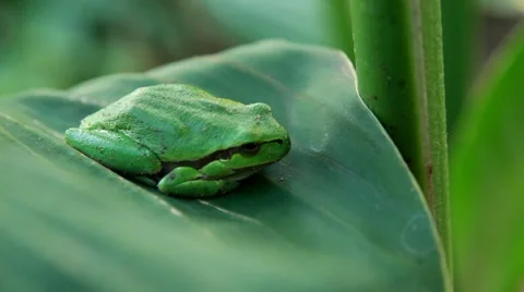 Frog Full HD Stock Footage 8519686