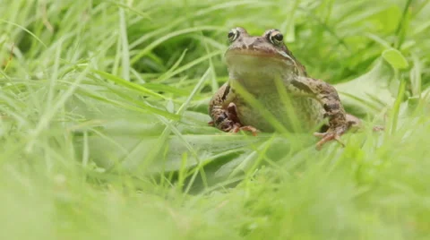 Frog in a garden on green grass Stock Footage 67677609