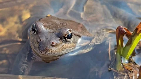 A frog in a garden pond, after spring, close-up Stock Footage 332942889