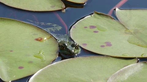 Frog gently kicks away under lilly leaf. Stock Footage 279488691